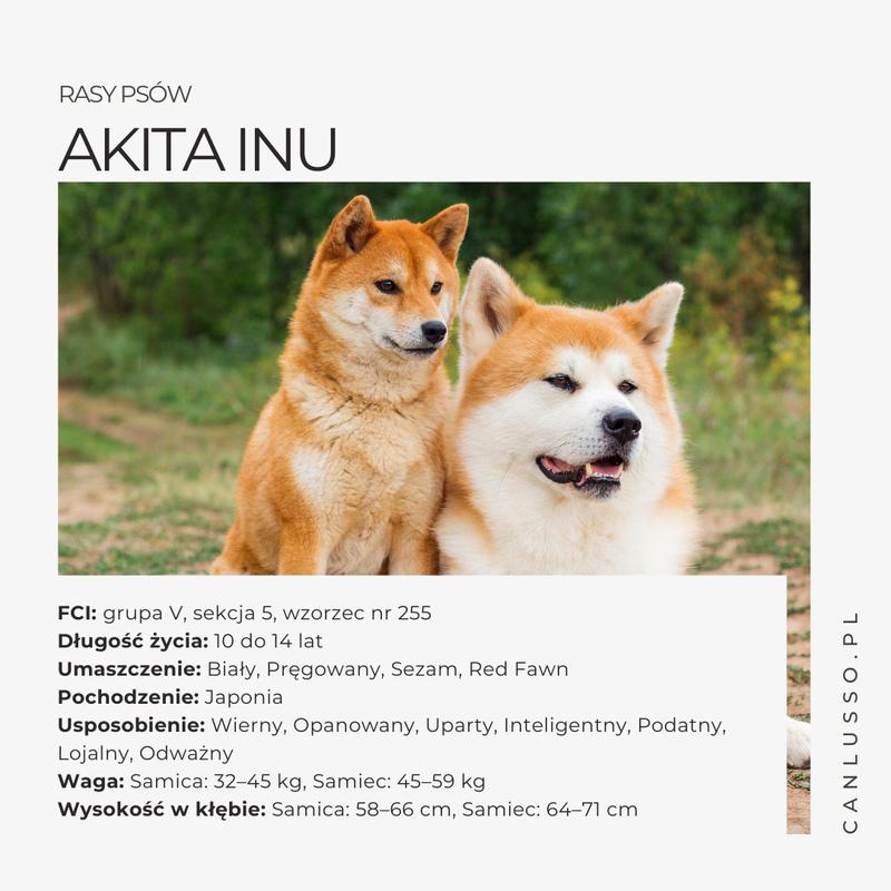 Czy pies może jeść sezamki