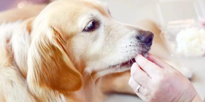 Korzyści zdrowotne ryżu u psa