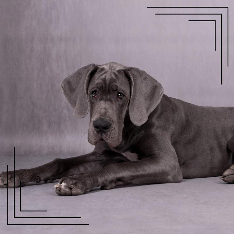 Nocny płacz szczeniaka