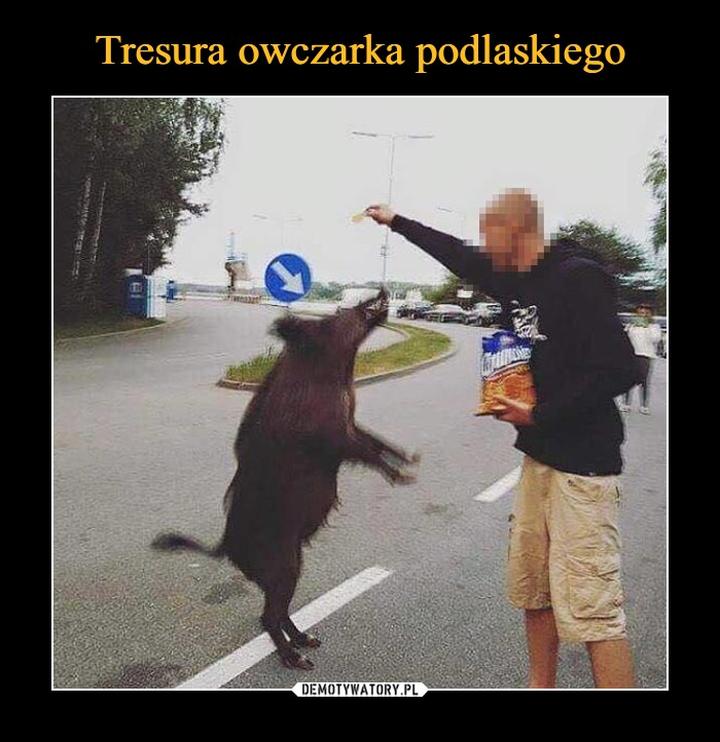 Podstawy tresury owczarka niemieckiego