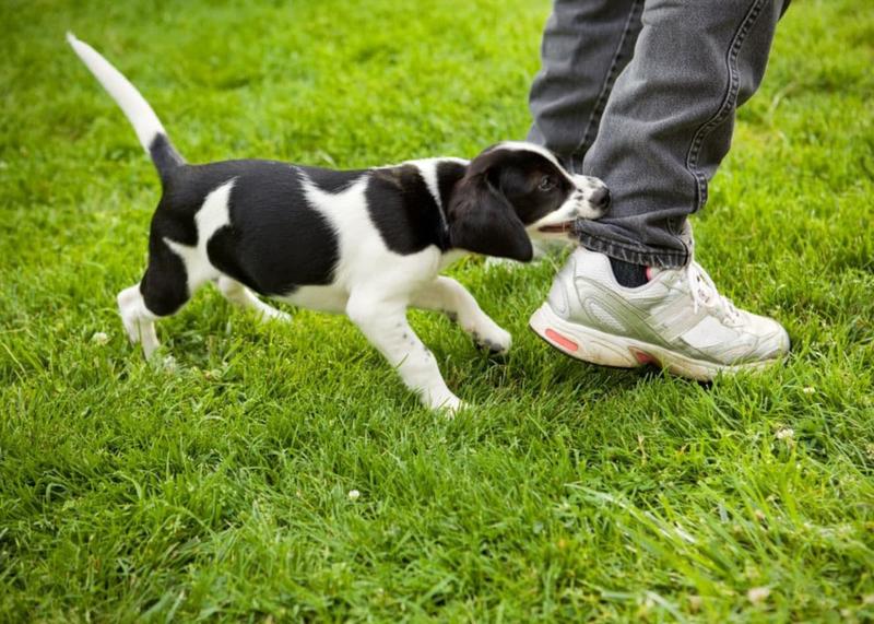 Rutyna przed snem dla szczeniaka