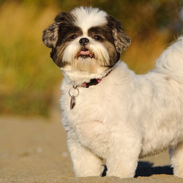 Shih tzu a alergie