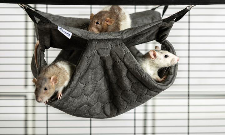 Tresura chomika krok po kroku