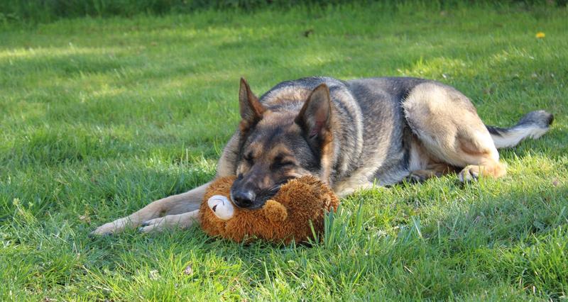 Tresura owczarka niemieckiego