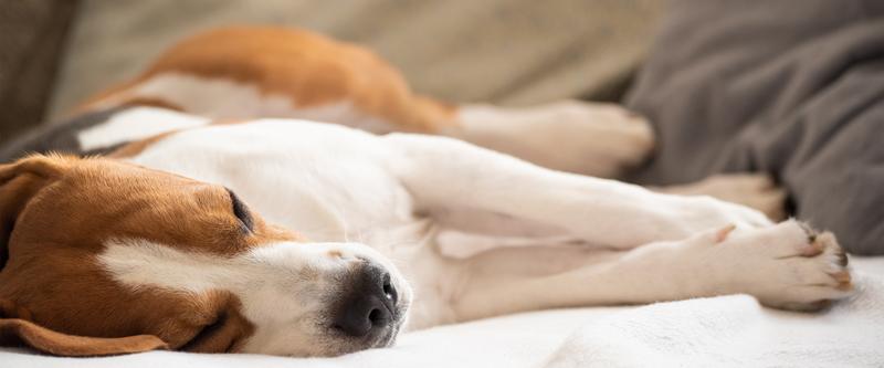 Uśpienie psa u weterynarza