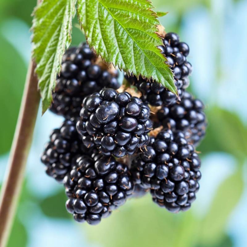 Wprowadzanie jeżyn do diety psa