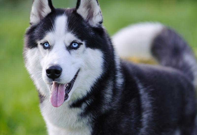 Zdrowotne problemy rasy husky