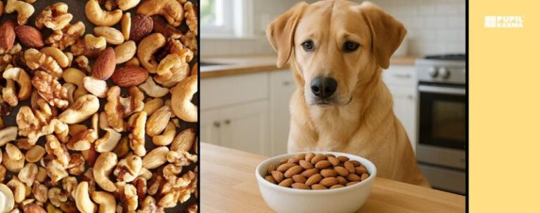 Czy psy mogą jeść migdały? Odkryj prawdziwe zagrożenia dla zdrowia twojego pupila
