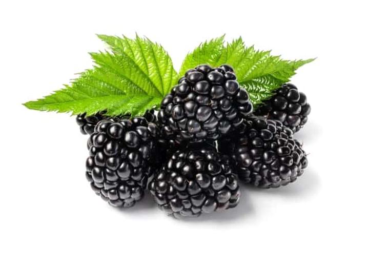 Czy Twój Pies Może Jeść Jeżyny? Odkryj Fakty i Ukryte Zagrożenia