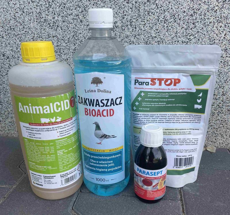 Optymalne terminy odrobaczania gołębi dla ich zdrowia i profilaktyki chorób