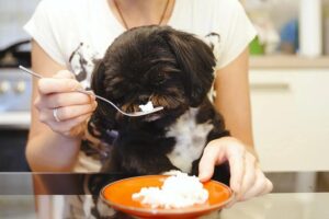 Pies a ryż preparowany – co warto wiedzieć przed podaniem?