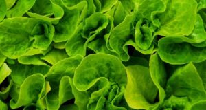 Sałata a zdrowie psa: korzyści i ryzyka, o których powinieneś wiedzieć