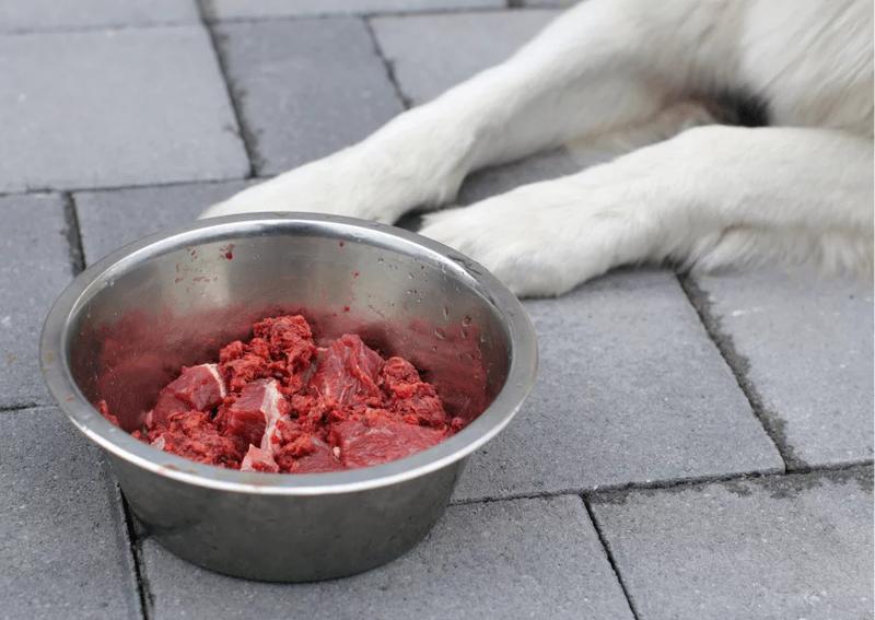 Surowe mięso z kurczaka dla psa – co warto wiedzieć o zagrożeniach i korzyściach?