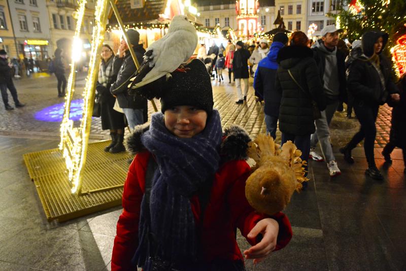 Instynkty gołębia pocztowego w treningu