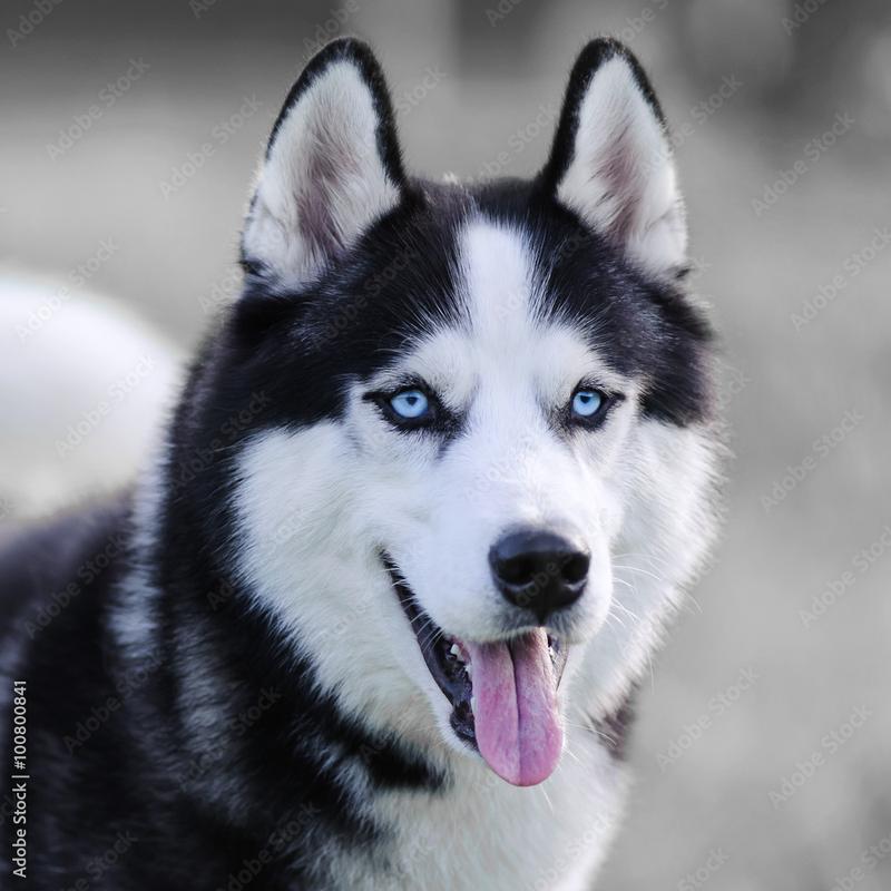Kolory i umaszczenie husky
