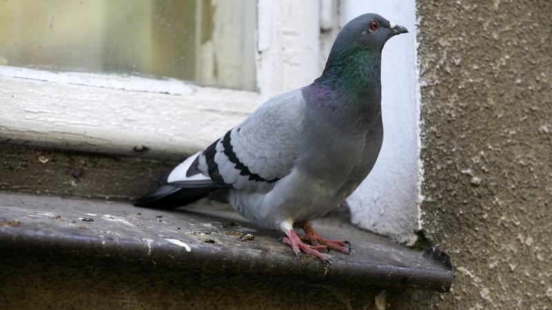 Najczęstsze błędy w szkoleniu gołębi