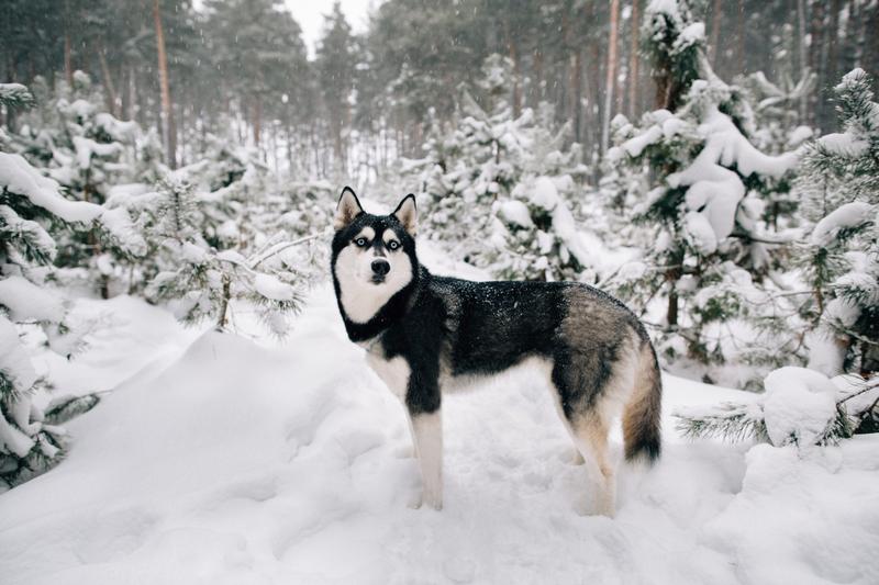 Rasa husky charakterystyka