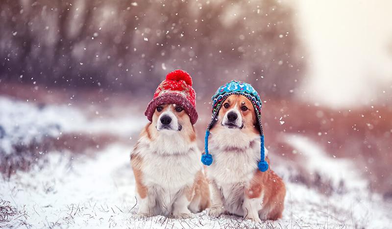 Zagrożenia jedzenia śniegu przez psa