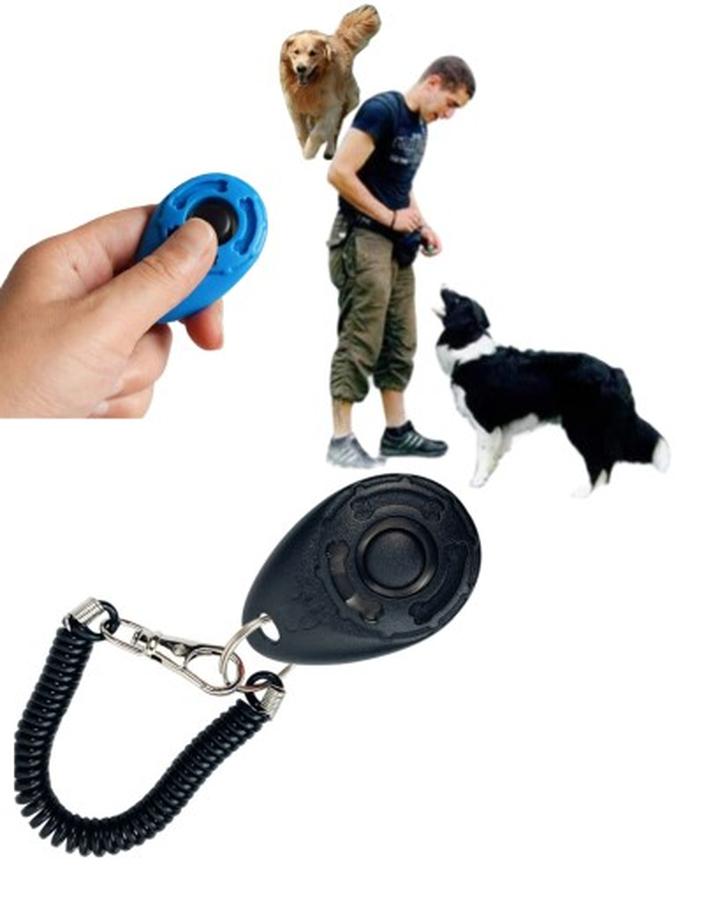 Zaufanie w tresurze gołębi