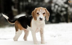 Czy pies może jeść śnieg? Odkryj fakty i zagrożenia dla zdrowia twojego pupila