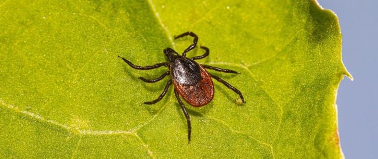 Jakie badania przeprowadzić po ugryzieniu kleszcza, aby zminimalizować ryzyko groźnych chorób?