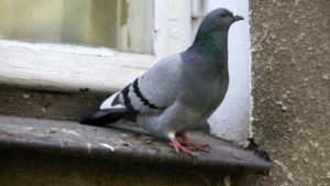 Odkryj skuteczne sposoby na tresurę gołębia pocztowego i uniknij podstawowych błędów