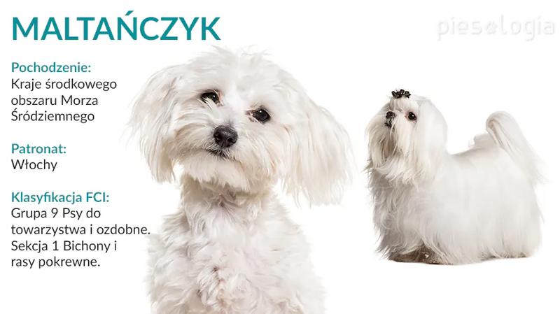 Błędy żywieniowe u maltańczyka