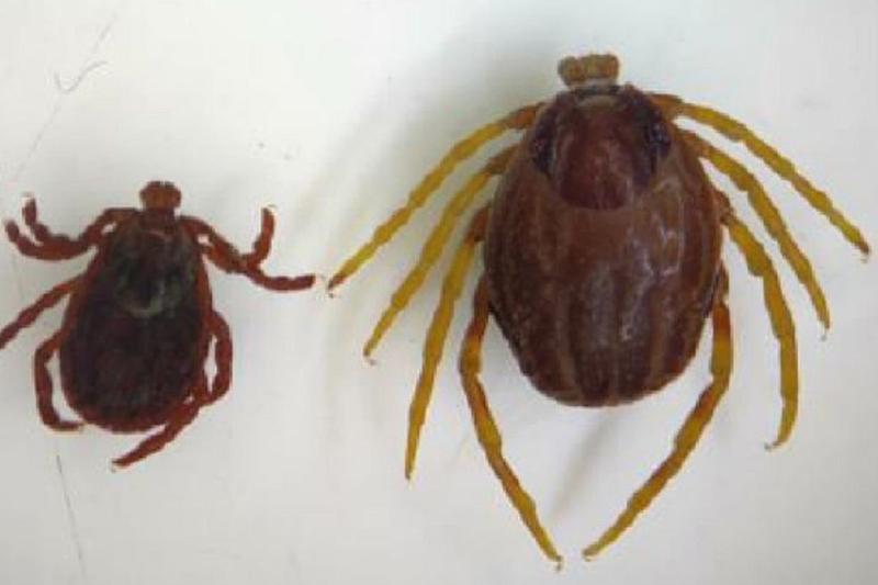 Choroby przenoszone przez kleszcze