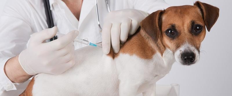 Co pies może jeść przed szczepieniem