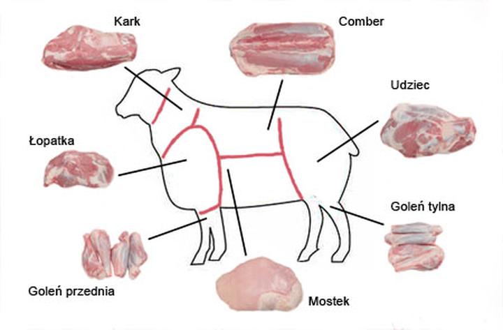 Dieta psa i żywienie