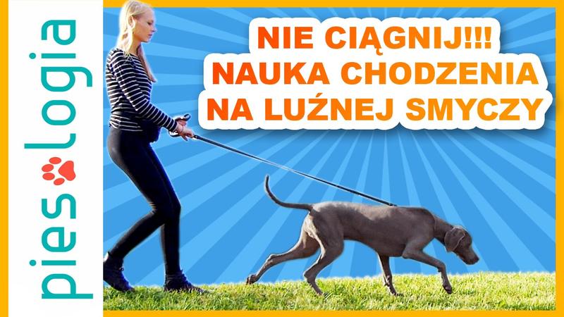 Jak oduczyć ciągnięcia na smyczy