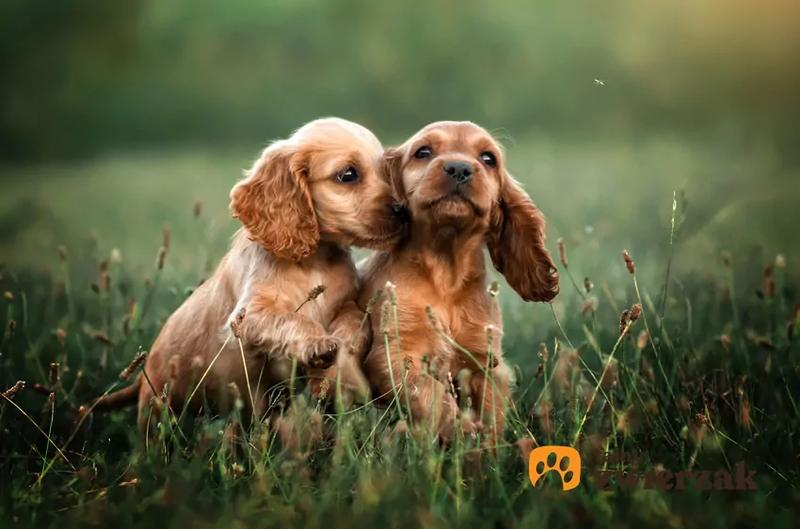 Karmienie noworodków psów