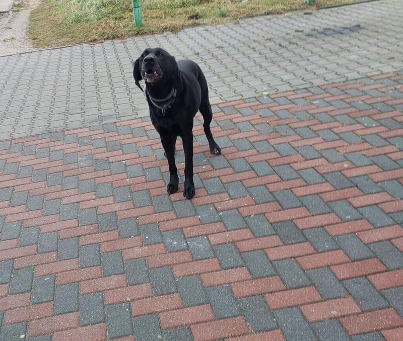 Korzyści i ryzyka groszku dla psa