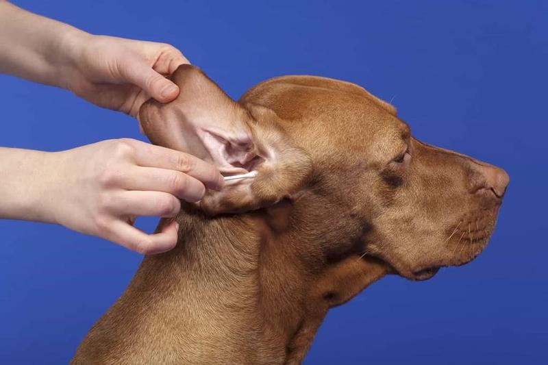 Osuszanie uszu po kąpieli psa