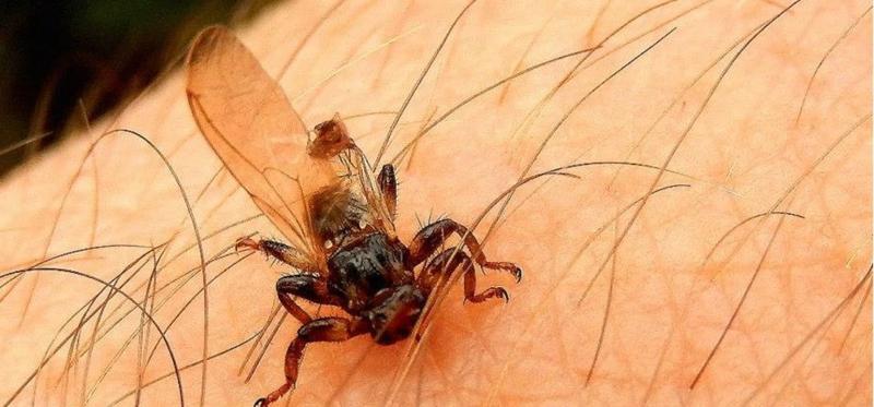 Profilaktyka i ochrona przed kleszczami