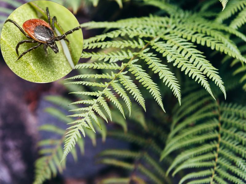 Repelenty na kleszcze i techniki