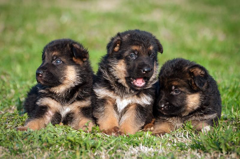 Suplementy diety dla szczeniąt