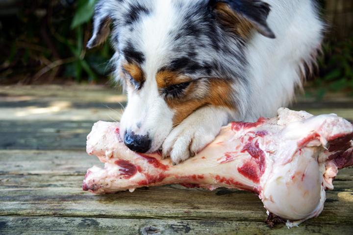 Świeże kości wołowe dla pupila