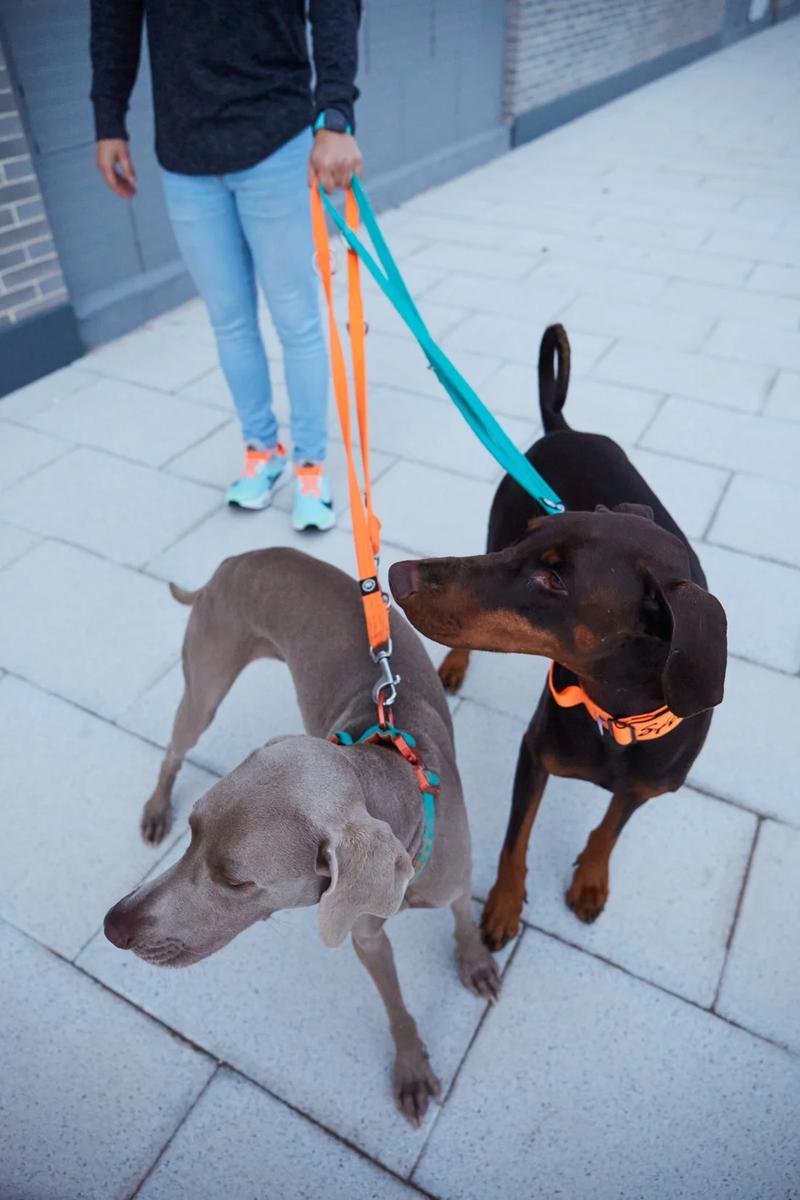 Szkolenie szczeniaka na smyczy