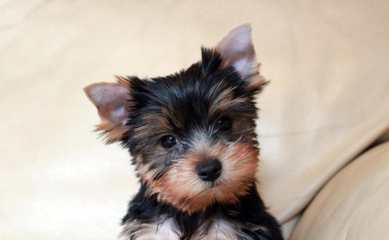 Woda w diecie szczeniąt