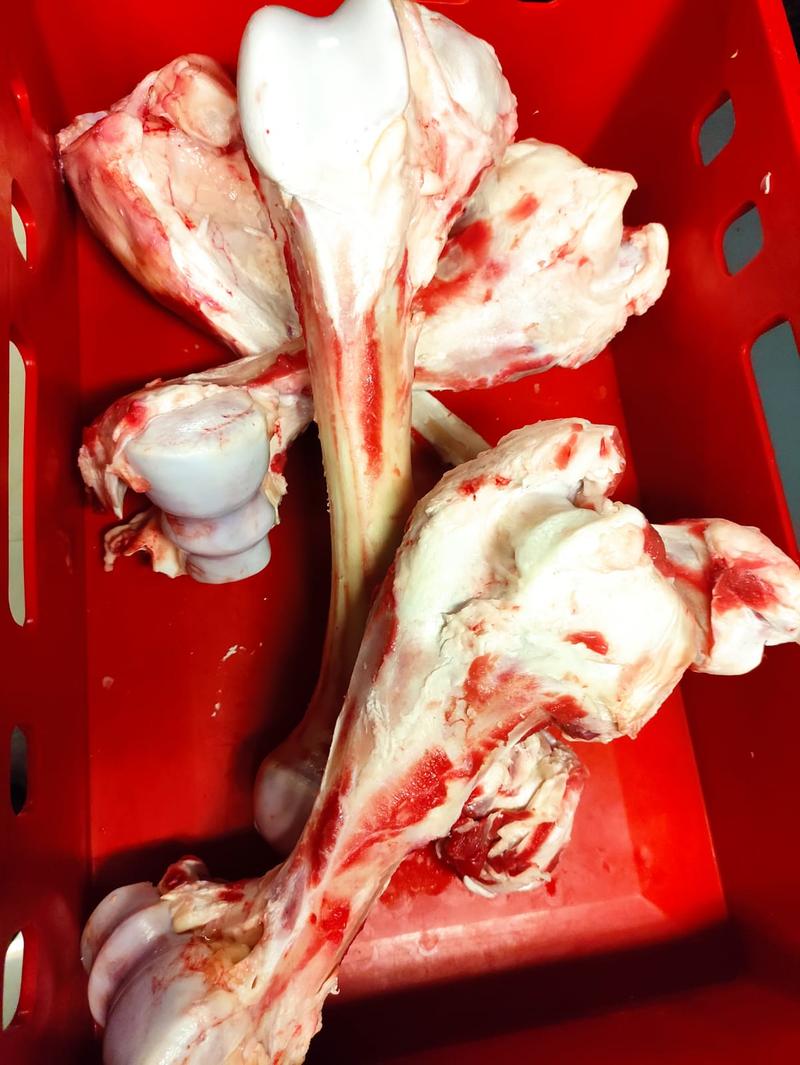 Zakupy online vs stacjonarne dla psa