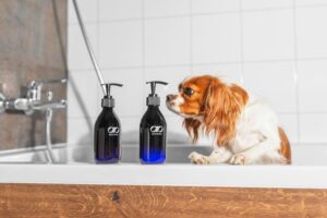 Bezpieczne kąpiele dla szczeniaka: co musisz wiedzieć o ośmiotygodniowym pupilu?