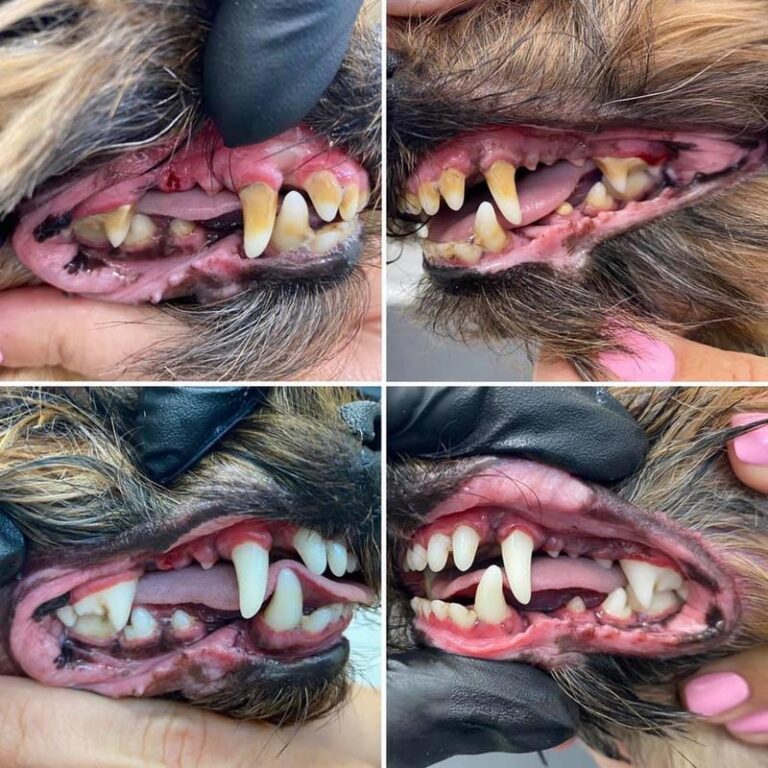 Czyszczenie zębów psa: Jakie metody wybrać – domowe sposoby czy wizyta u weterynarza?