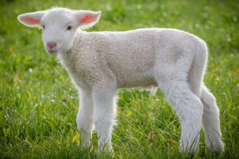 Jagnięcina dla psa – smaczny przysmak czy potencjalne ryzyko zdrowotne?