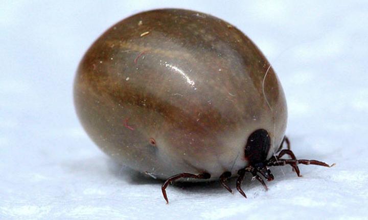 Jak bezpiecznie usunąć kleszcza i co dalej – praktyczny przewodnik krok po kroku