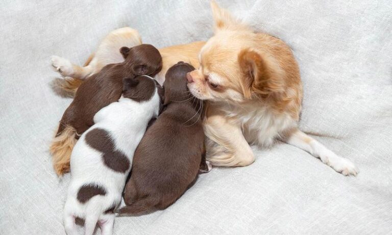 Jak zapewnić zdrowe odżywianie dla dwudniowych szczeniaków – kluczowe wskazówki