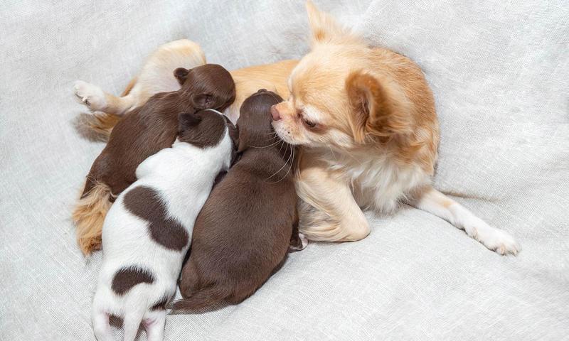 Jak zapewnić zdrowe odżywianie dla dwudniowych szczeniaków - kluczowe wskazówki