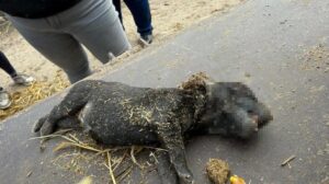 Kiedy pies rodzi martwe szczeniaki - jak postępować i jakie kroki podjąć?