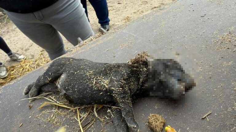 Kiedy pies rodzi martwe szczeniaki – jak postępować i jakie kroki podjąć?