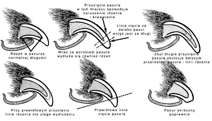 Bezpieczne metody dla psów